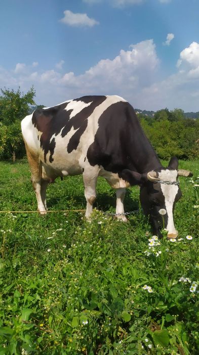 Продам породисту корову