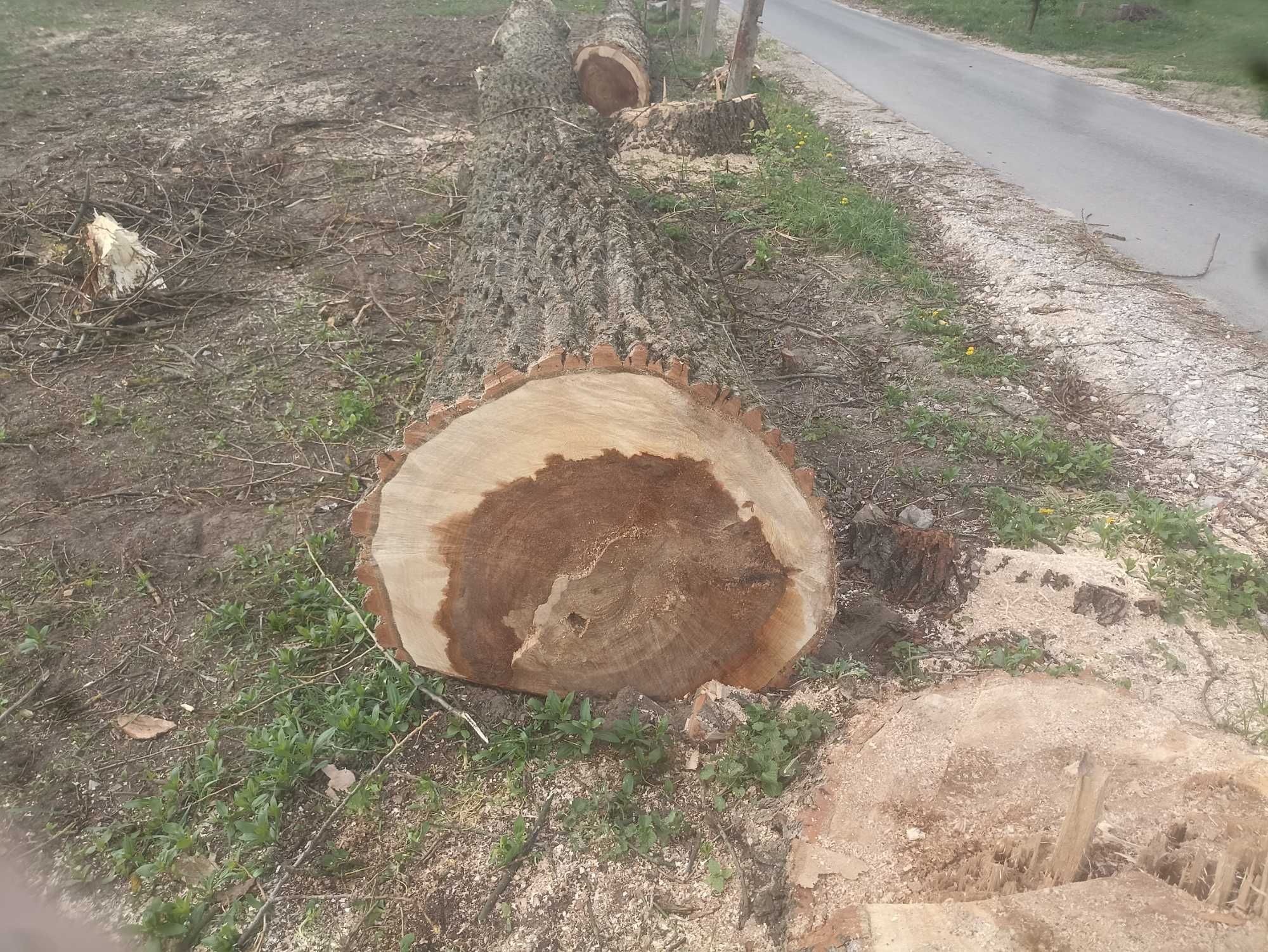 Kłody topoli sprzedam 8 i 12m średnica ponad 100cm