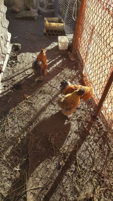 Vendo casais de perus e machos de sudosas castanhas