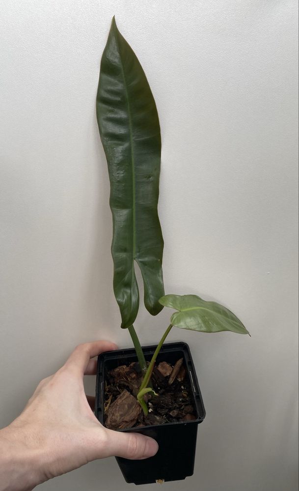 Філодендрон Philidendron Santa Leopoldina
