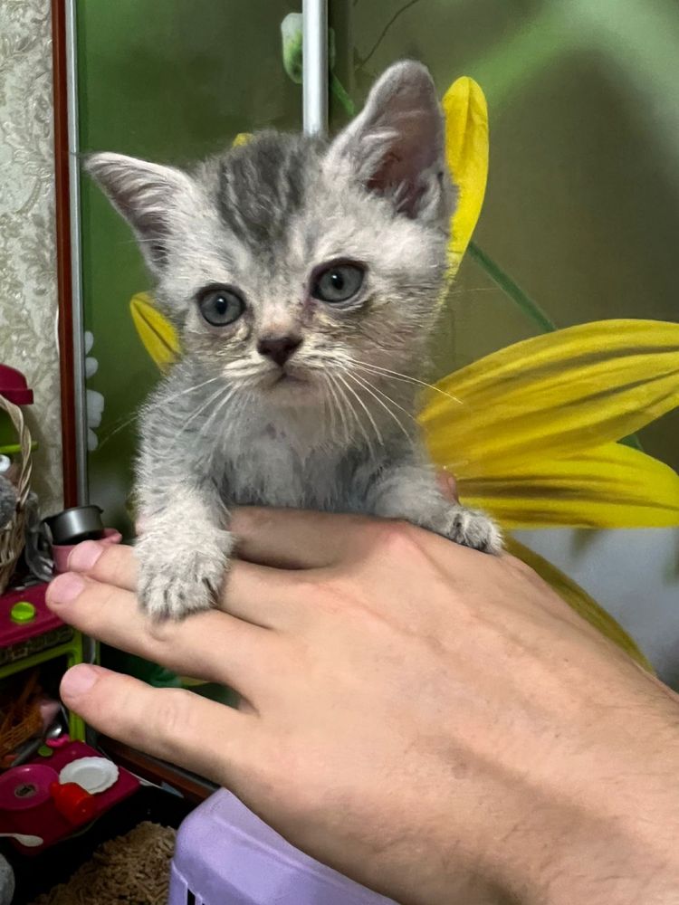 Котенята Шотландські