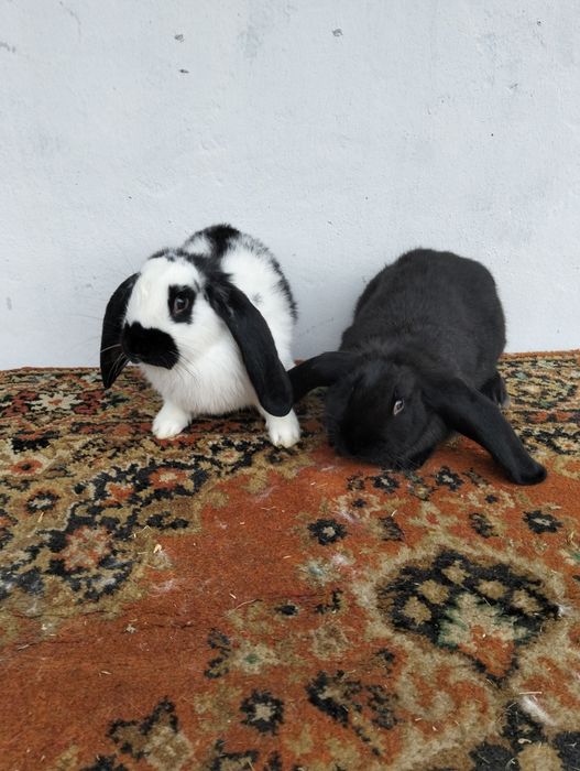 Продам кролі різного віку.