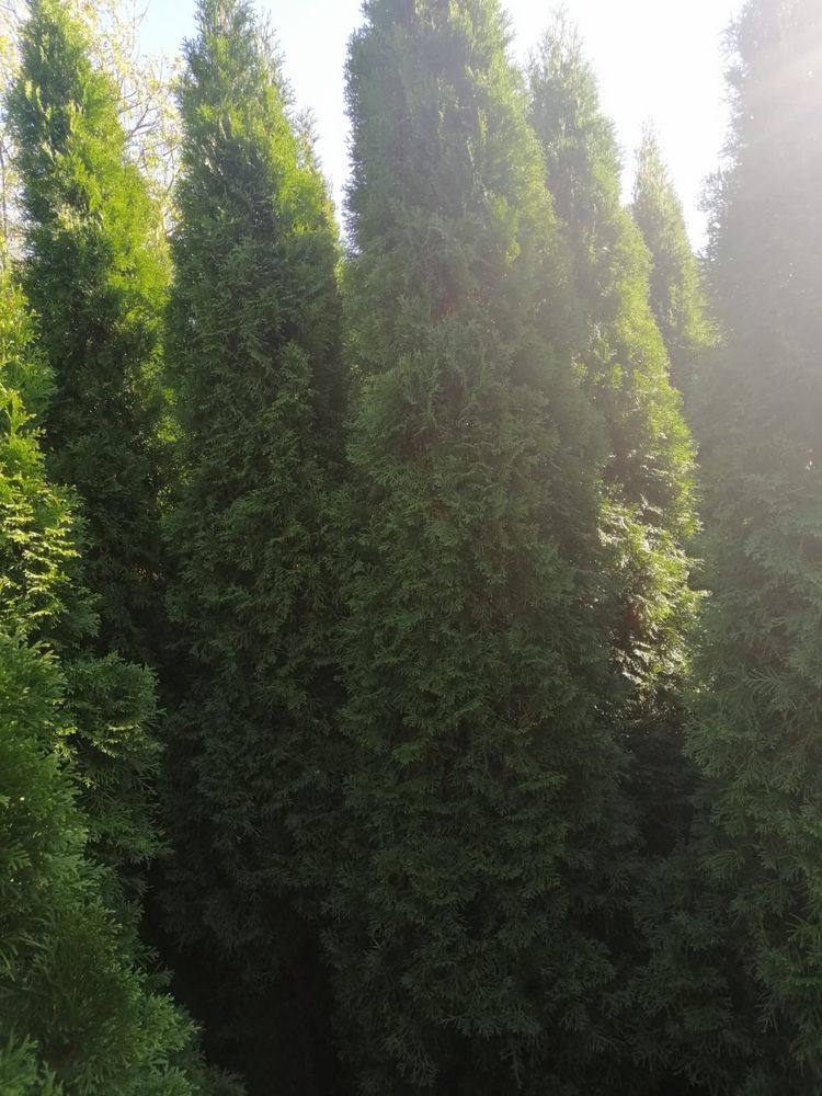 30zł Tuje Szmaragdowe 160-250cm Krzewy Iglaste. Duża ilość. Okazja !!