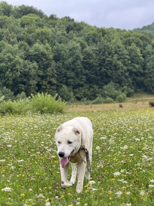 Алабай шукає вязку