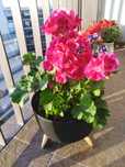 Wino, ceramiczna doniczka, balkon, weranda, pelargonie, PILNE