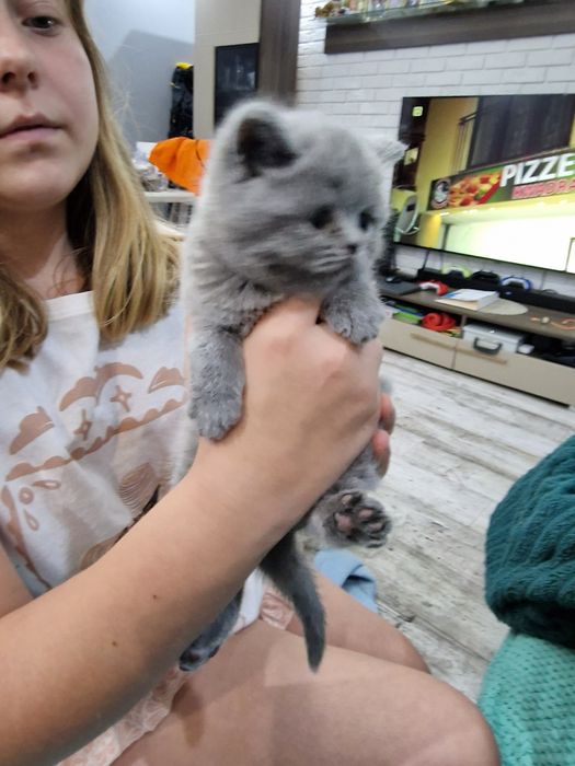 Szkocka koteczka"EMI"