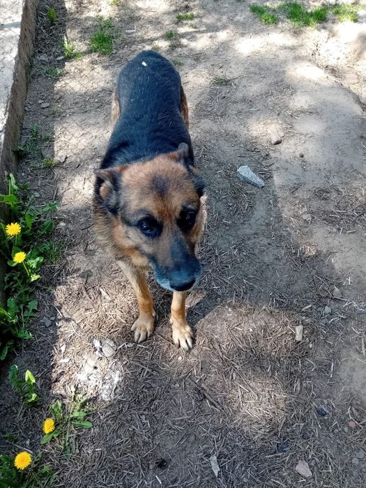 Dżeki szuka kochającego domu