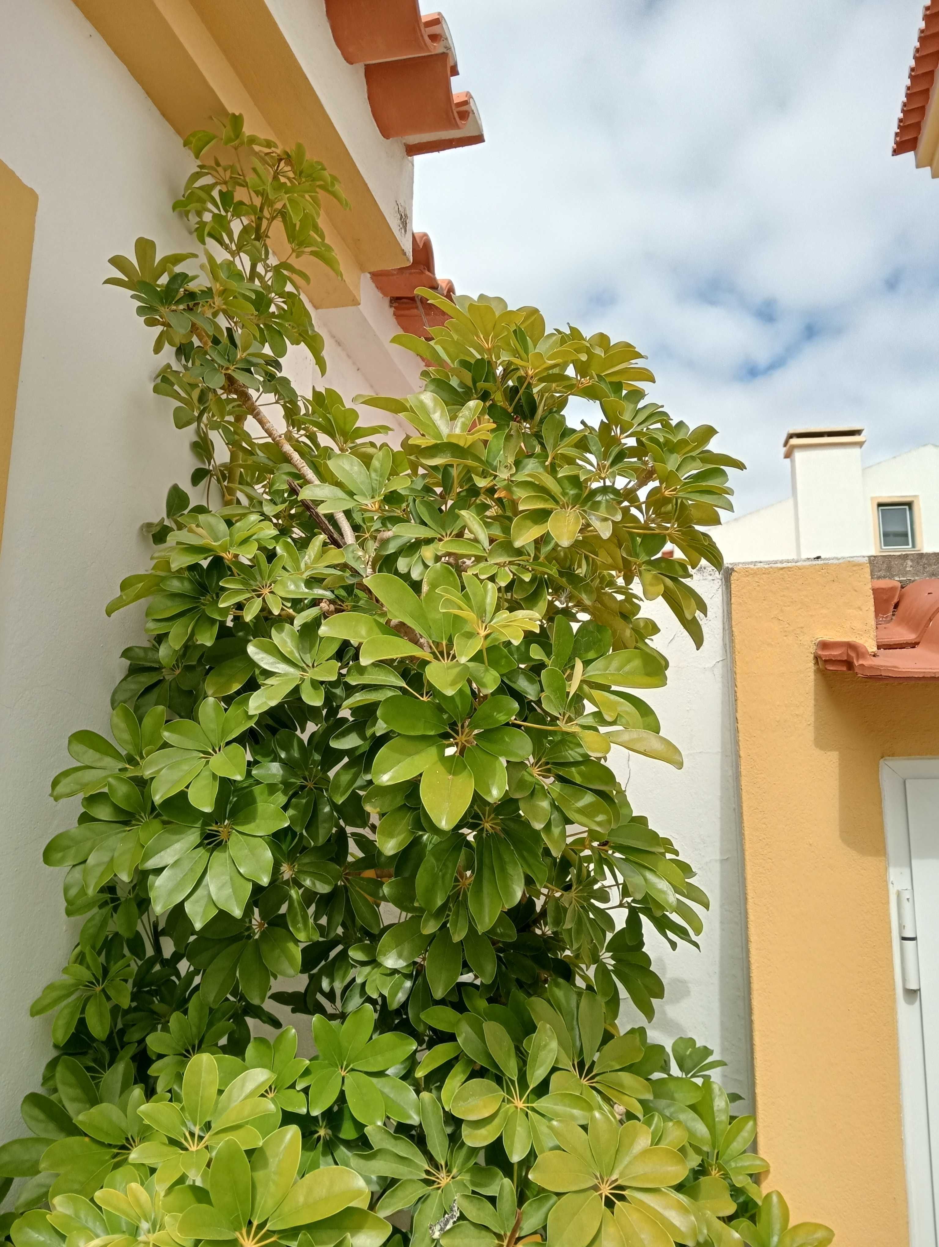 Vaso com planta tipo ficus