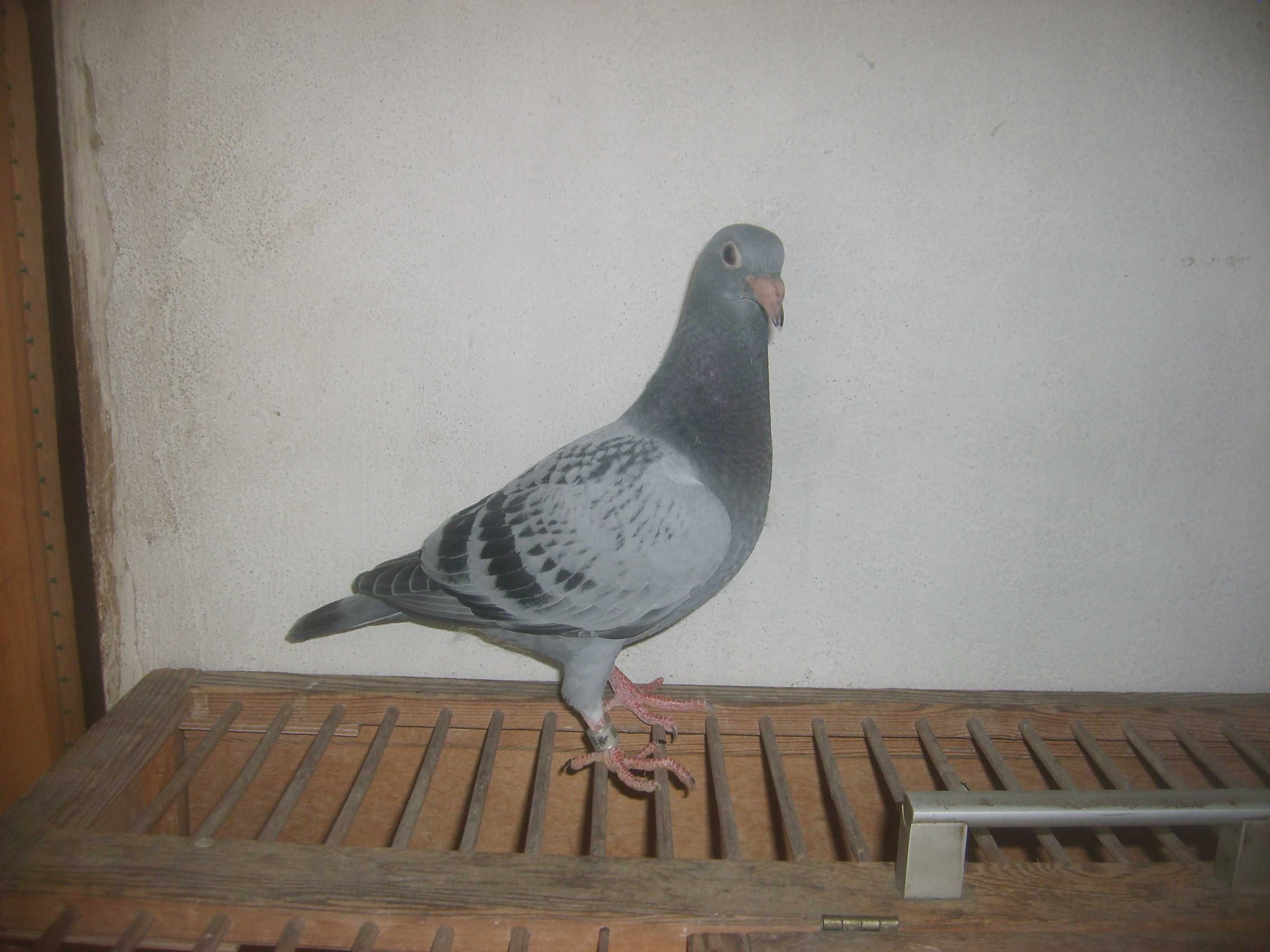 Gołębie pocztowe