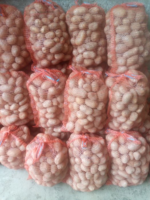 Ziemniaki jadalne melody