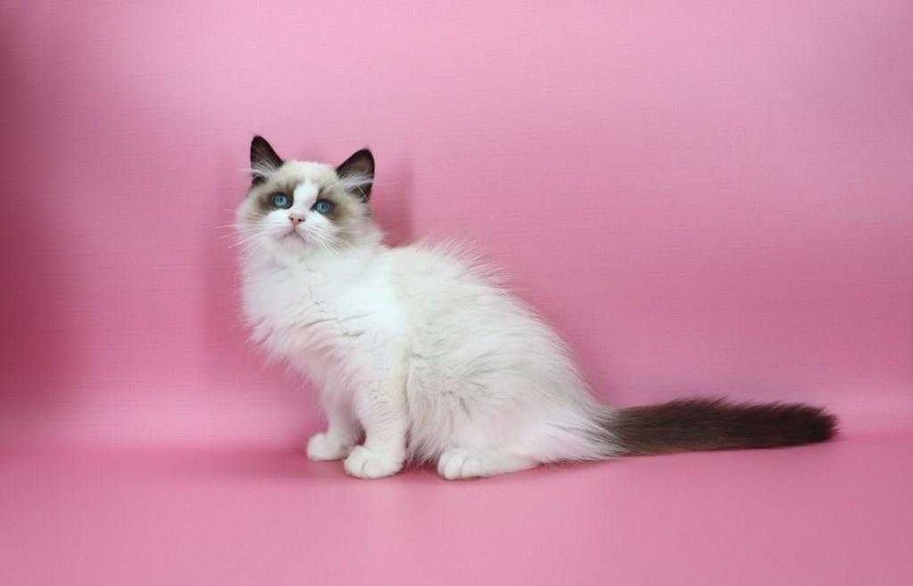 Красавчик с прививками и хорошими манерами-Ragdoll//Регдолл.