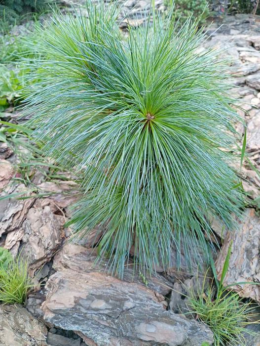 Декоративні рослини- прайс