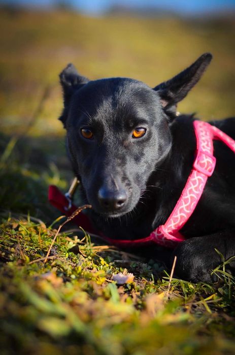 Koko – mały wielki bohater, który szuka swojego człowieka!