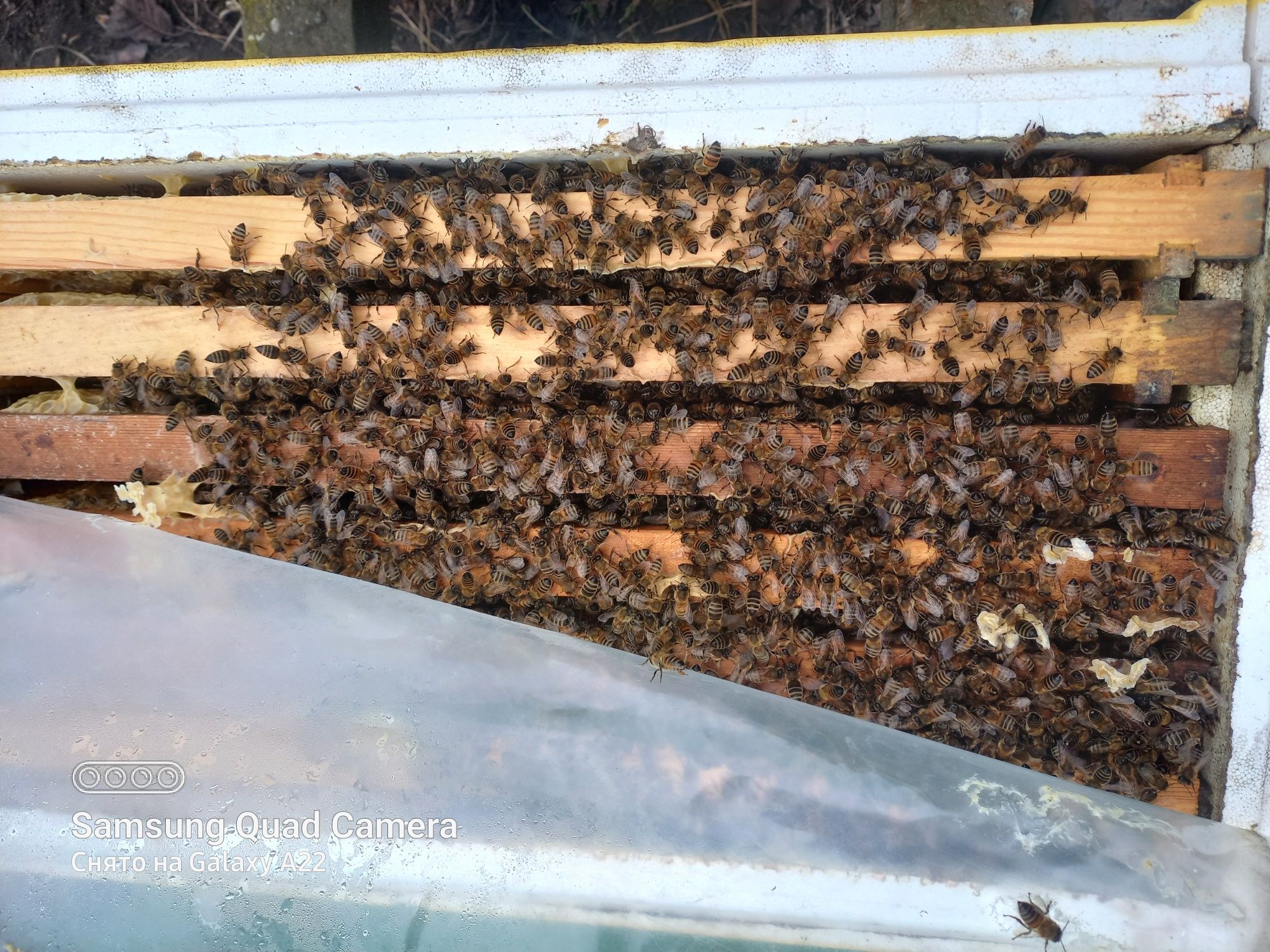 Продам пчелы, пчелопакеты, отводки на рутовскую рамку 230 мм, пчелы.