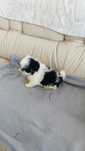 Shih-tzu macho disponível