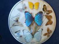 Quadro moldura com coleção de borboletas