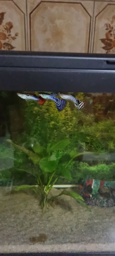 Vendo peixes guppys jovens com cores lindas