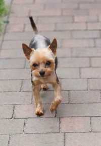 Yorkshire Terrier, dorosły pies