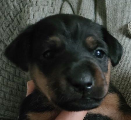 Німецький Ягдтер'єр 2міс.,родовід