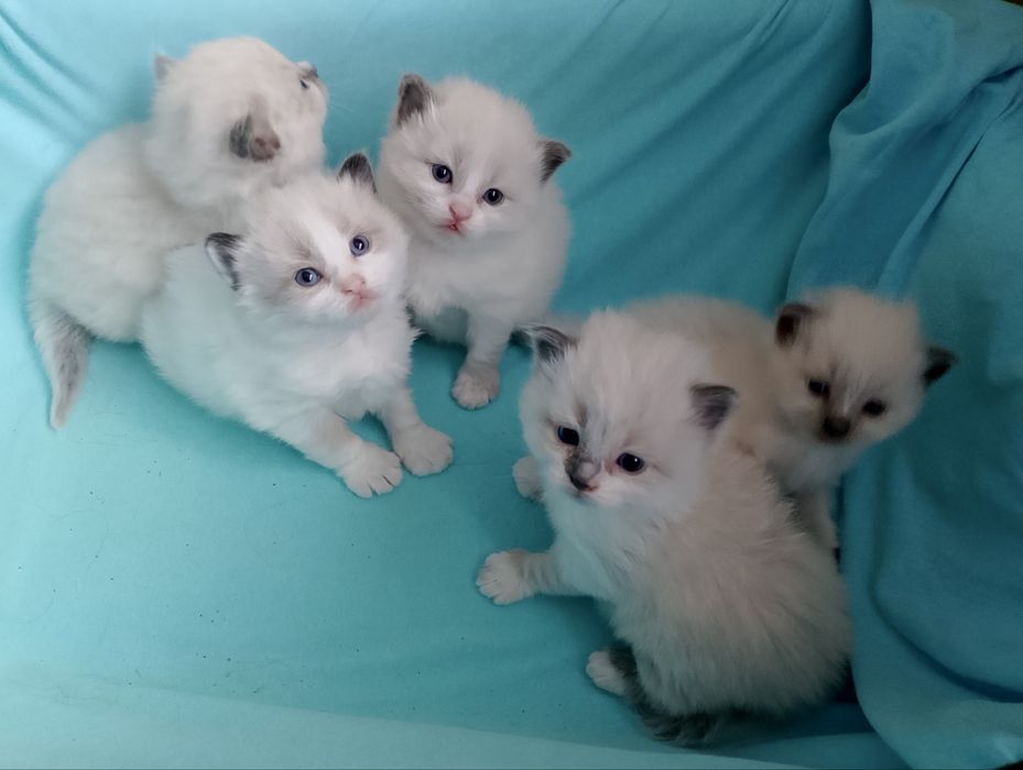 Котята породы Рэгдолл (Ragdoll)
