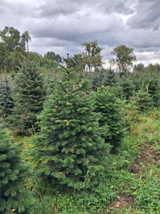 Jodła kaukaska na święta w donicy