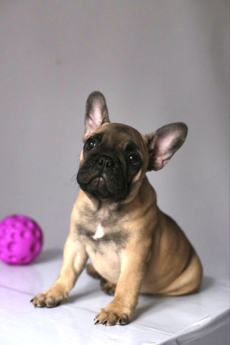 Обменяю  щенка  французского бульдога