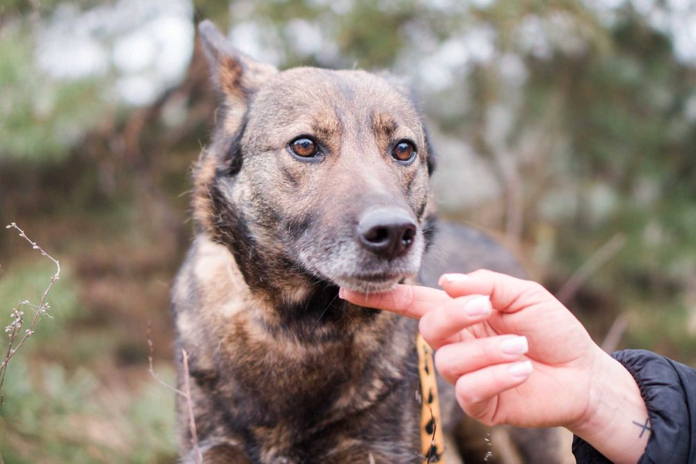 6 letnia Asza szuka domu!