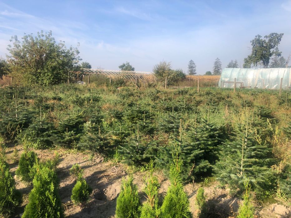 Jodła kaukaska doniczkowa 1/1.5 hurt detal