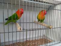 Agapornis fischeri