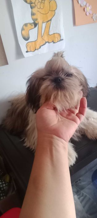 Shih-tzu macho porte mini,  com LOP