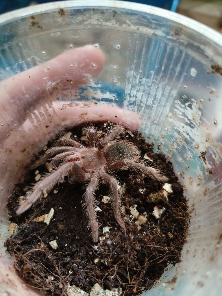 Lasiodora parahybana (малышы л6-7)