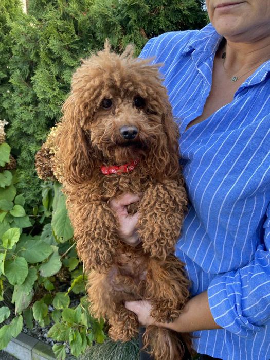 Pudel Toy Mini dorosła suczka red brown z rodowodem