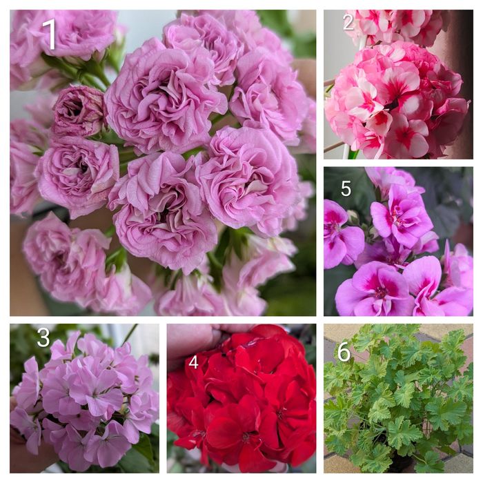 Пеларгонії, колеуси,хавортія, оксаліс, тредесканція