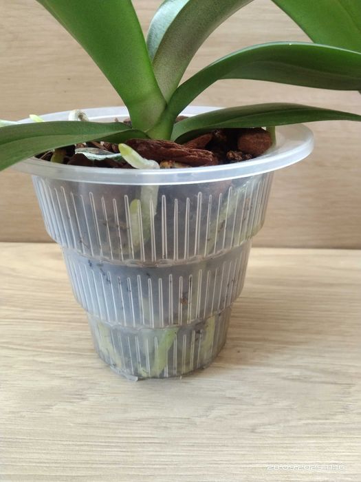 Phalaenopsis Storczyk
