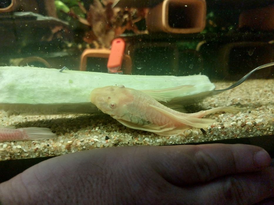 Zbrojnik Green dragon albino parka