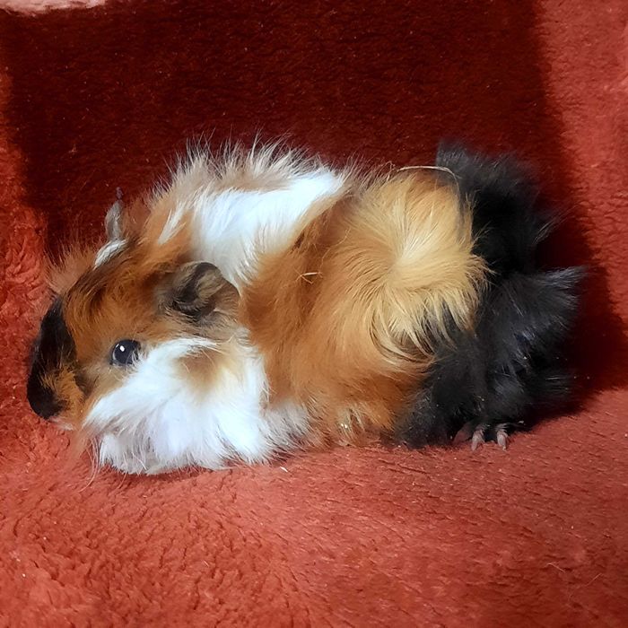 Małe świnki morskie