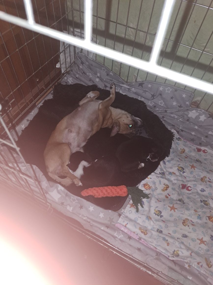 Sprzedam samca chihuahua!