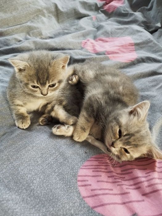 Продають грайливі та милі британські кошенята