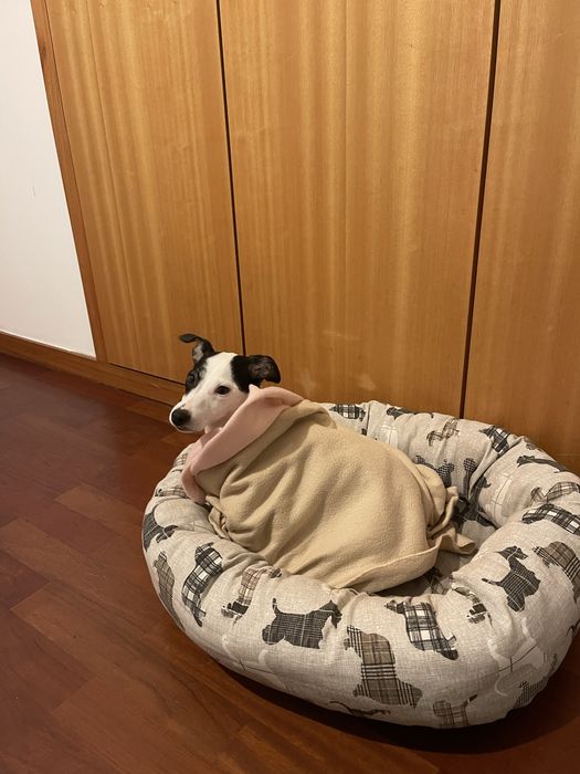 Vendo uma cadelinha de 1 ano