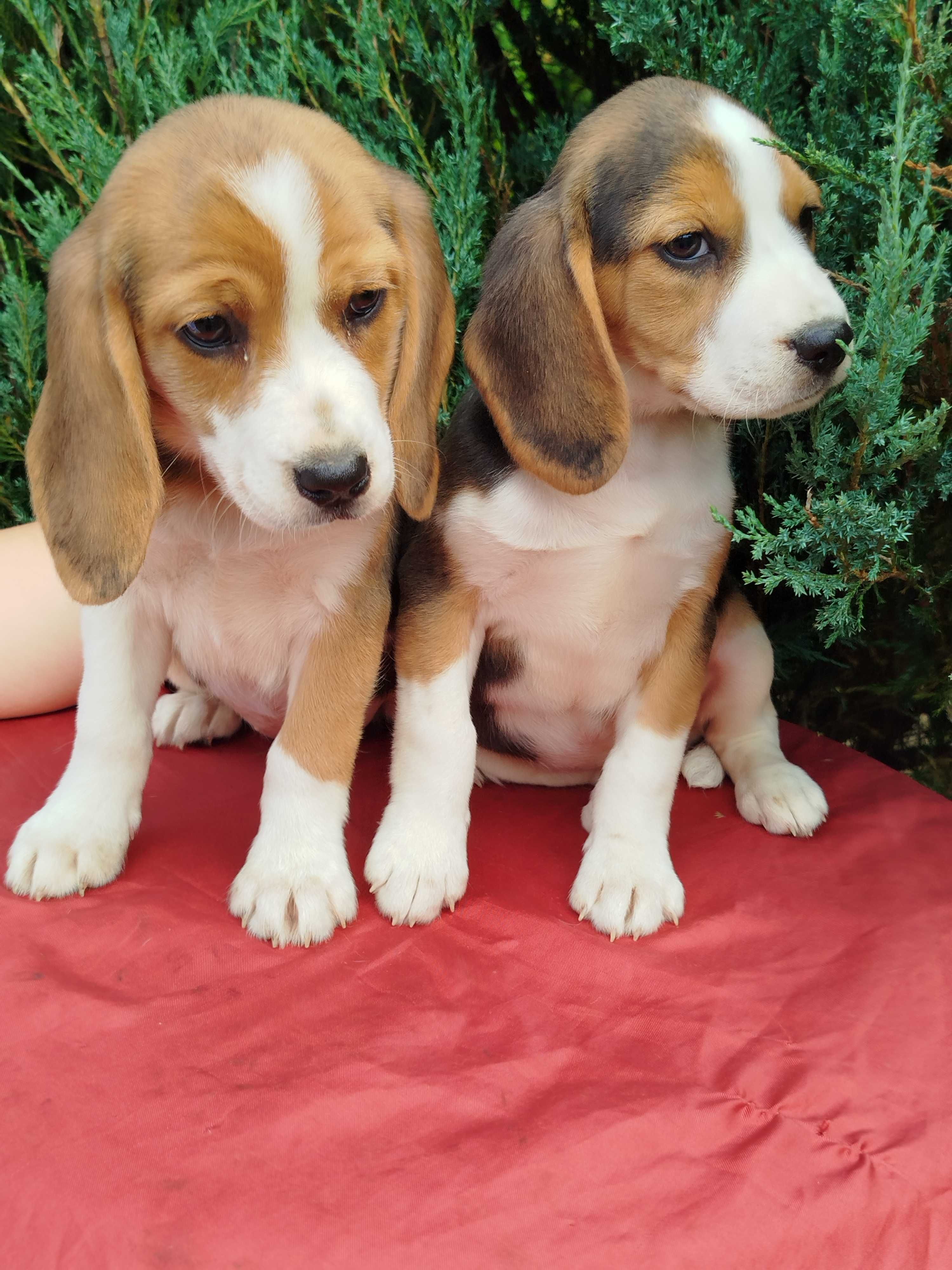 Beagle szczenie tel.-5.7.5.3.0.2.0.3.9.