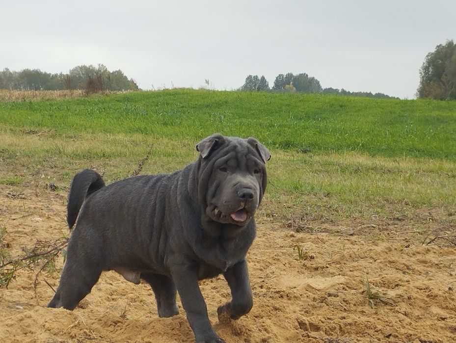 Shar pei blue szczenię