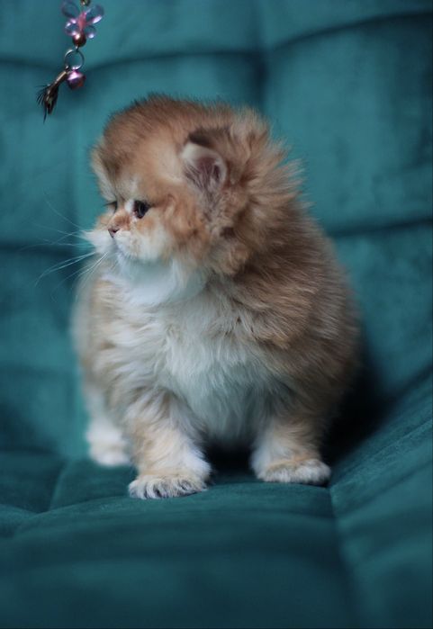 Oferujemy  czystego brytyjskiego kociaka o rzadkim kolorze