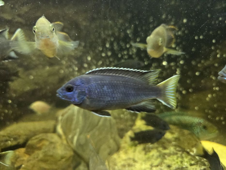 Продам рибок,цихліди, Ака чорна