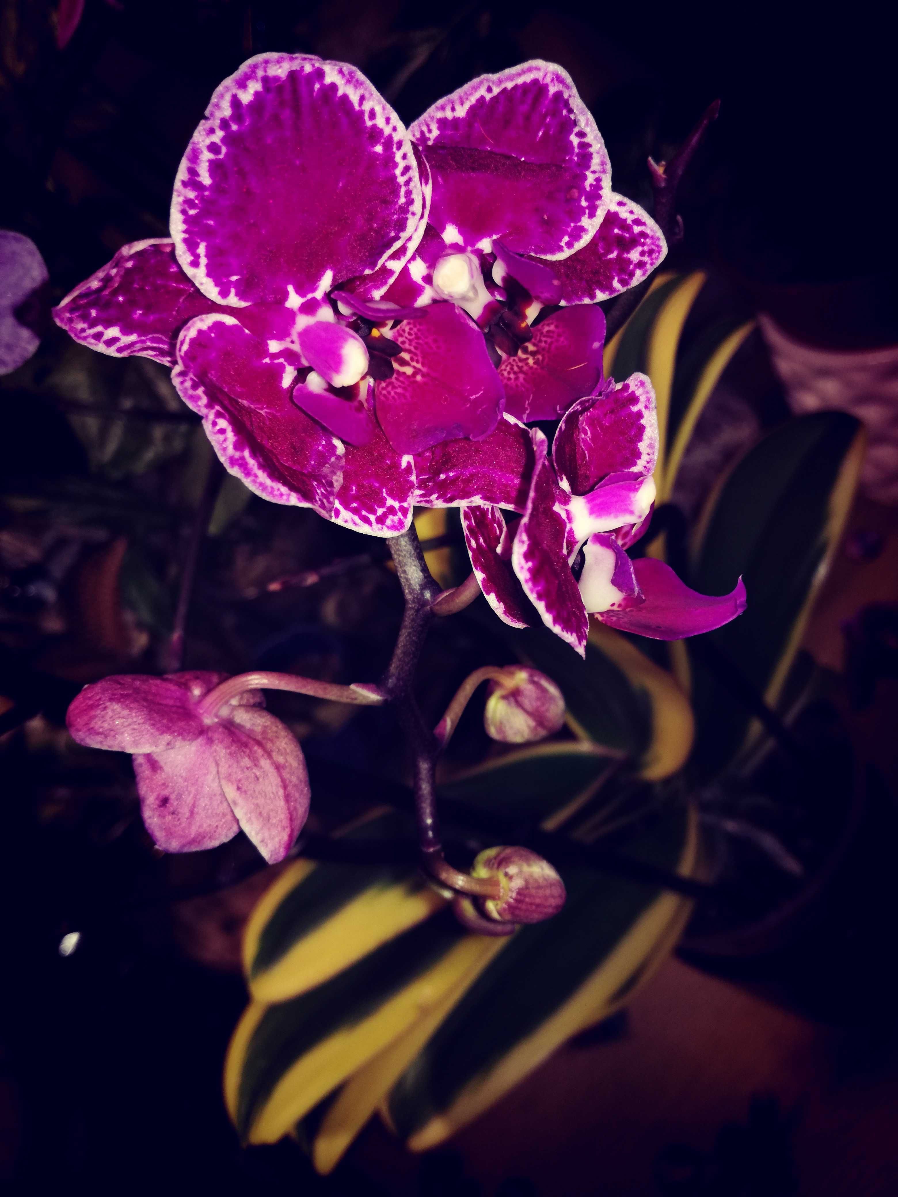 INTERNATIONAL Phalaenopsis Hornglin Vicky Magic Leaf Variegata orchid