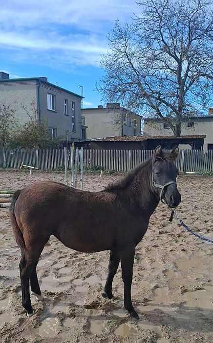 Klaczka Nutella po Donutello od Narwa