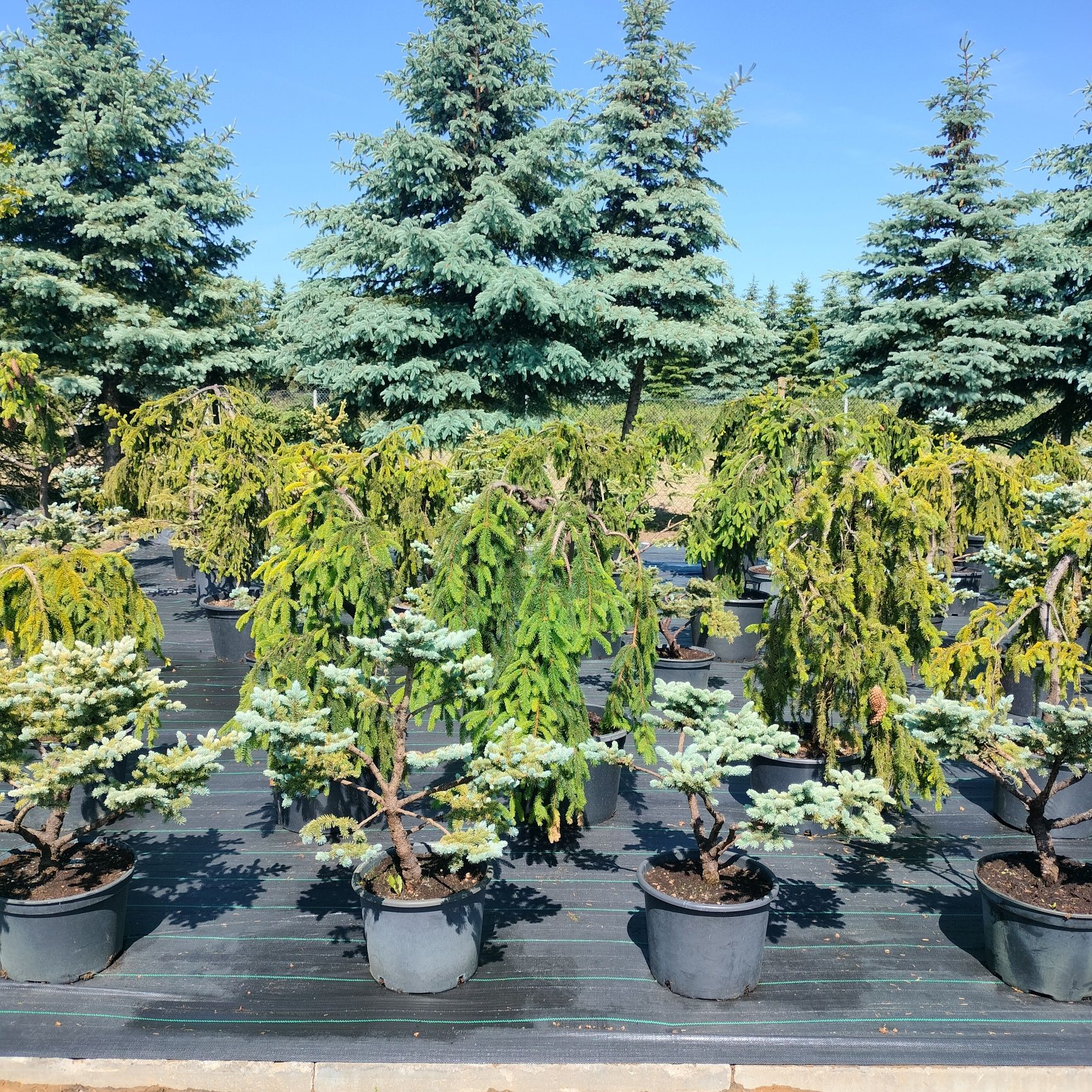 Bonsai jałowiec, sosna, świerk, jodła, tuja