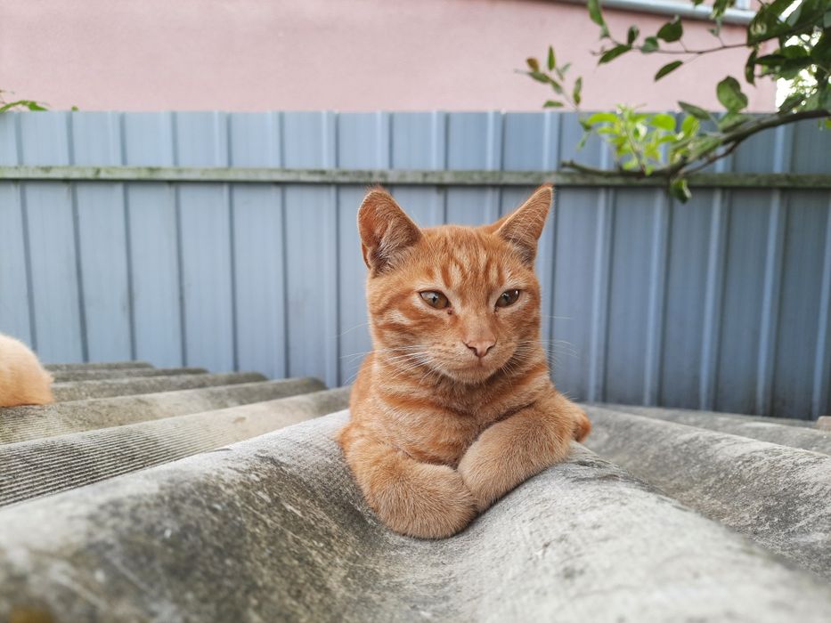 Котик в хороші руки (він)