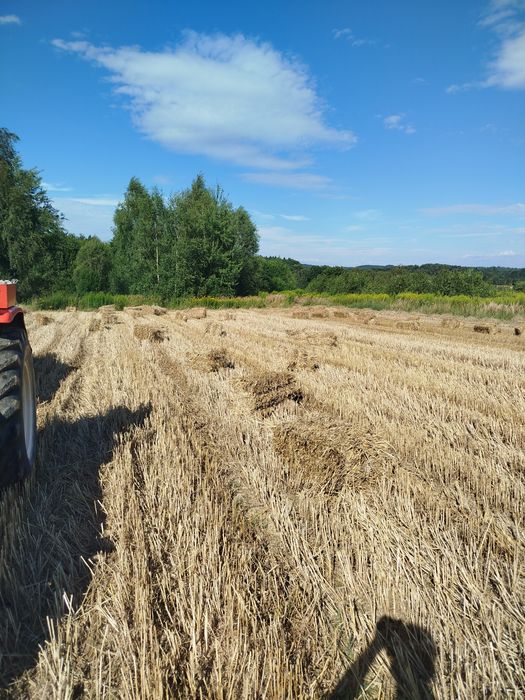 Słoma kostki  duże sipma