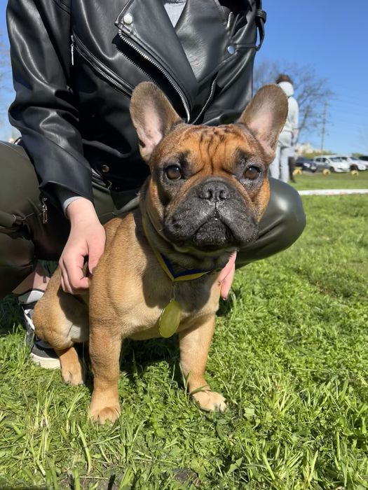 Французький бульдог (Вязка)
