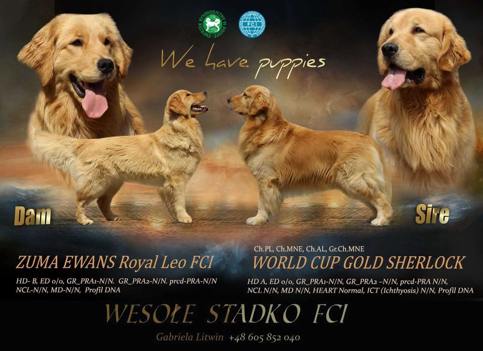 Golden Retriever  FCI